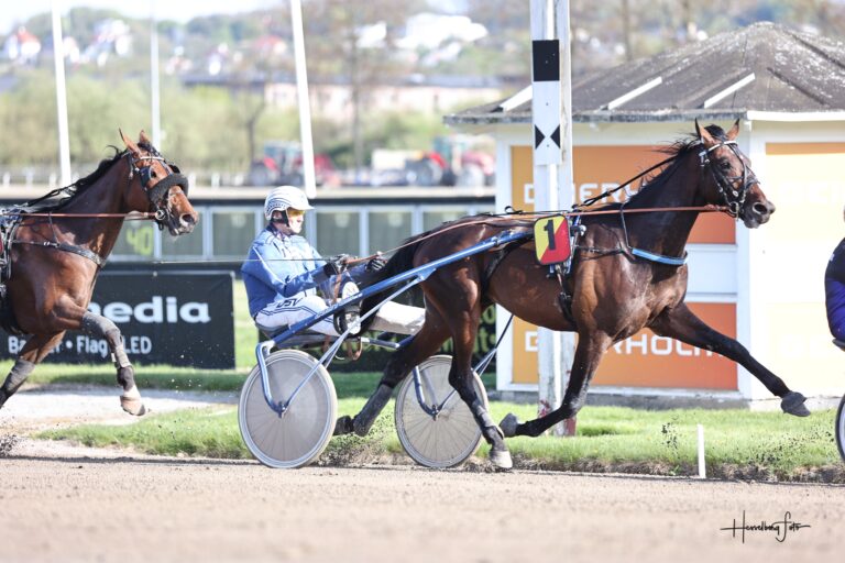 Størst interesse for løbshest